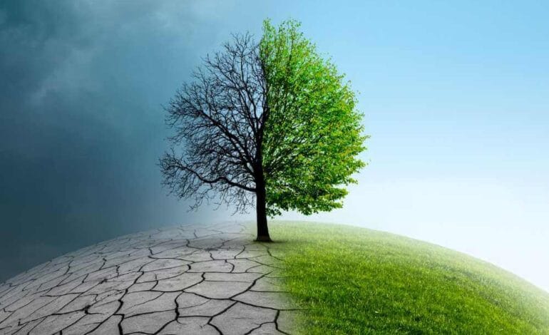 Nuevos avances en la adaptación de los bosques al Cambio Climático: Un estudio publicado en la Revista Nature.